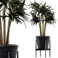 Plants Collection 117