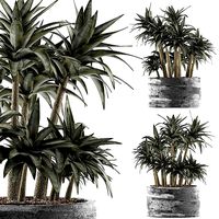 Plants Collection 116