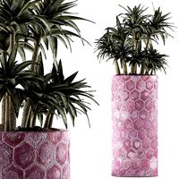 Plants Collection 115