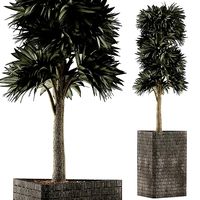 Plants Collection 113