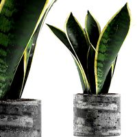 Plants Collection 111