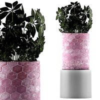 Plants Collection 110