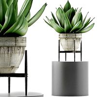 Plants Collection 109