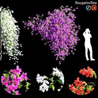 Bougainvillea - 04