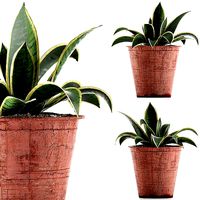 Plants Collection 105
