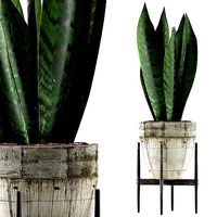 Plants Collection 104