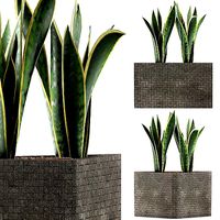 Plants Collection 103