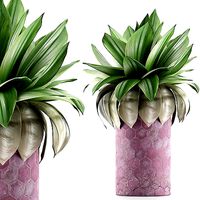 Plants Collection 101