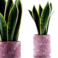 Plants Collection 98