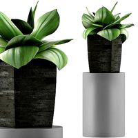 Plants Collection 96