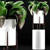 Plants Collection 91