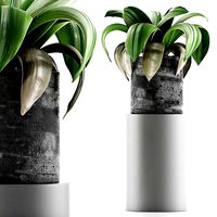 Plants Collection 89