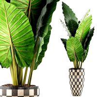 Plants Collection 88