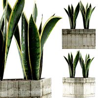 Plants Collection 86