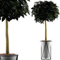 Plants Collection 81