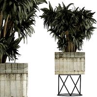 Plants Collection 80