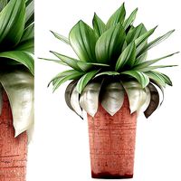 Plants Collection 78