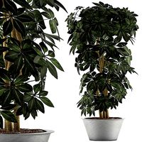 Plants Collection 76