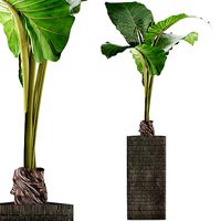 Plants Collection 75
