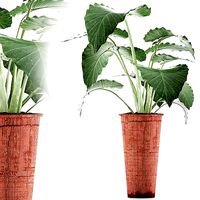 Plants Collection 71