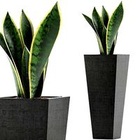 Plants Collection 68