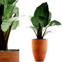 Plants Collection 67