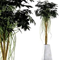 Plants Collection 66