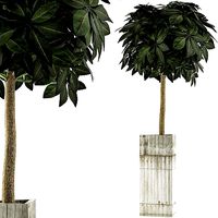 Plants Collection 65