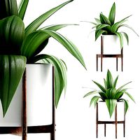 Plants Collection 63