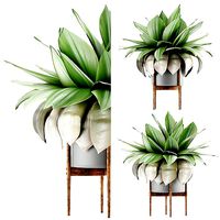 Plants Collection 58