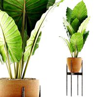Plants Collection 56