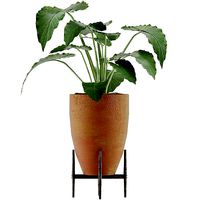 Plants Collection 50