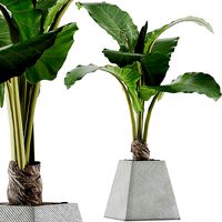 Plants Collection 48