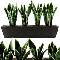 Plants Collection 47