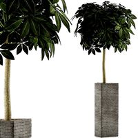 Plants Collection 46