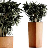 Plants Collection 45