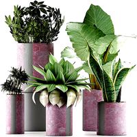 Plants Collection 41