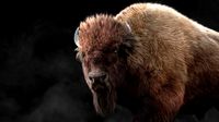 Bison Male Animated