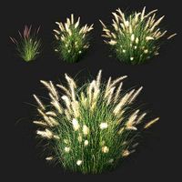 Pennisetum setaceum 02 Plant
