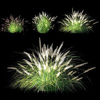 Pennisetum setaceum Plant