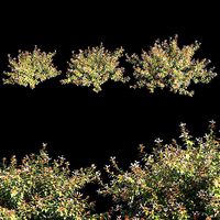 Abelia x grandiflora with flower