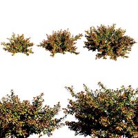 Abelia x grandiflora RED