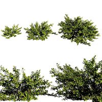 abelia x grandiflora tree