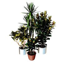 Indoor plants collection