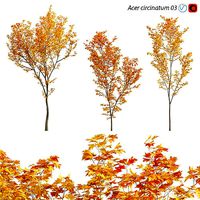 Acer circinatum - Vine Maple 03