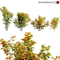 Acer circinatum - Vine Maple 02