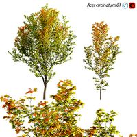Acer circinatum - Vine Maple 01