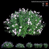 Ruellia brittoniana plant set 03
