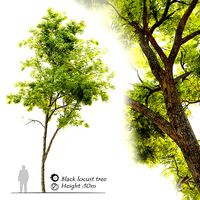 Black locust - Robinia pseudoacacia 2