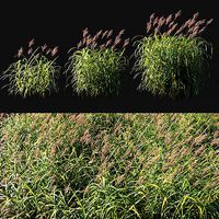 Miscanthus giganteus with red flower